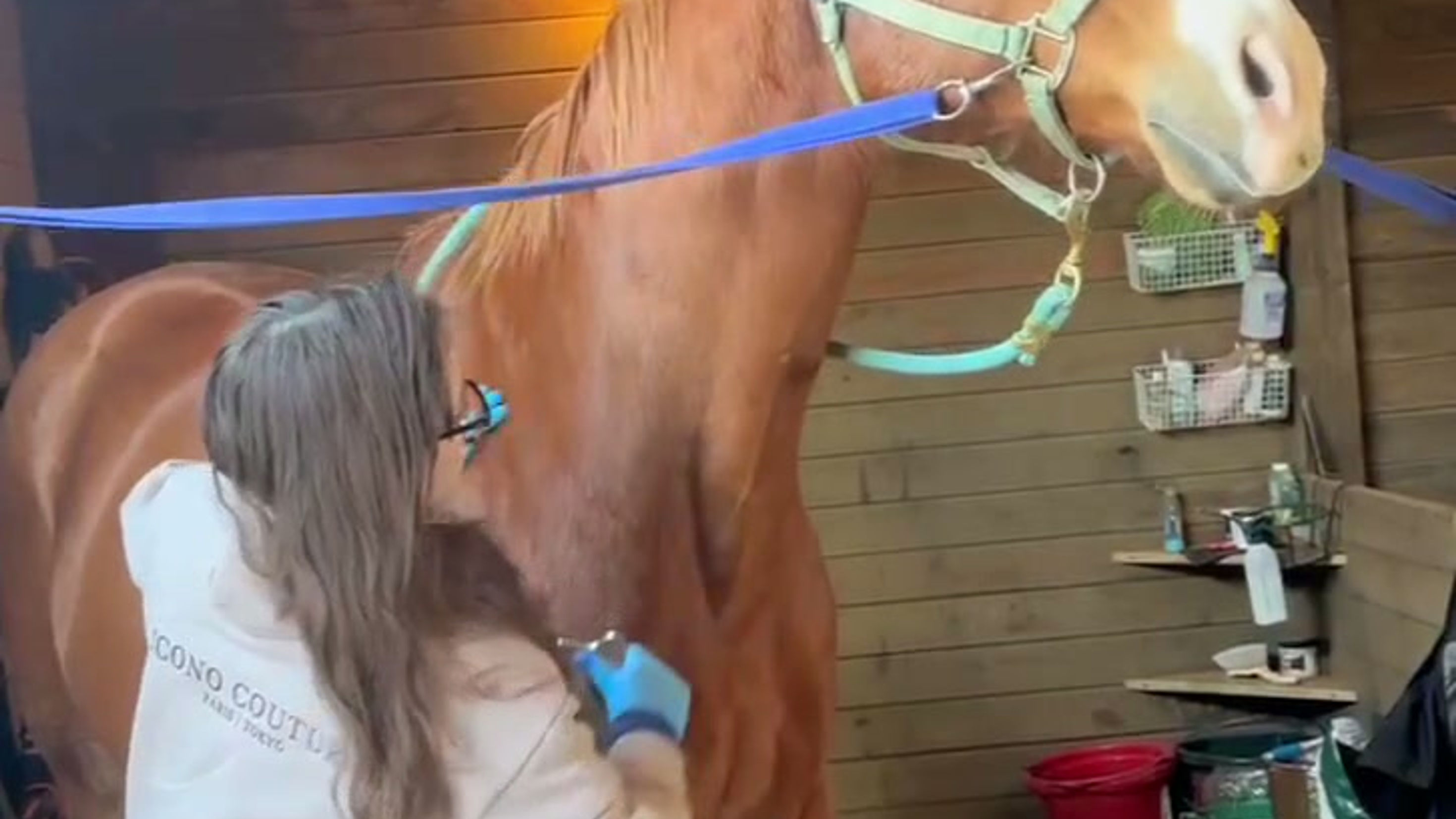 Jagger enjoying muscle scraping (IASTM)